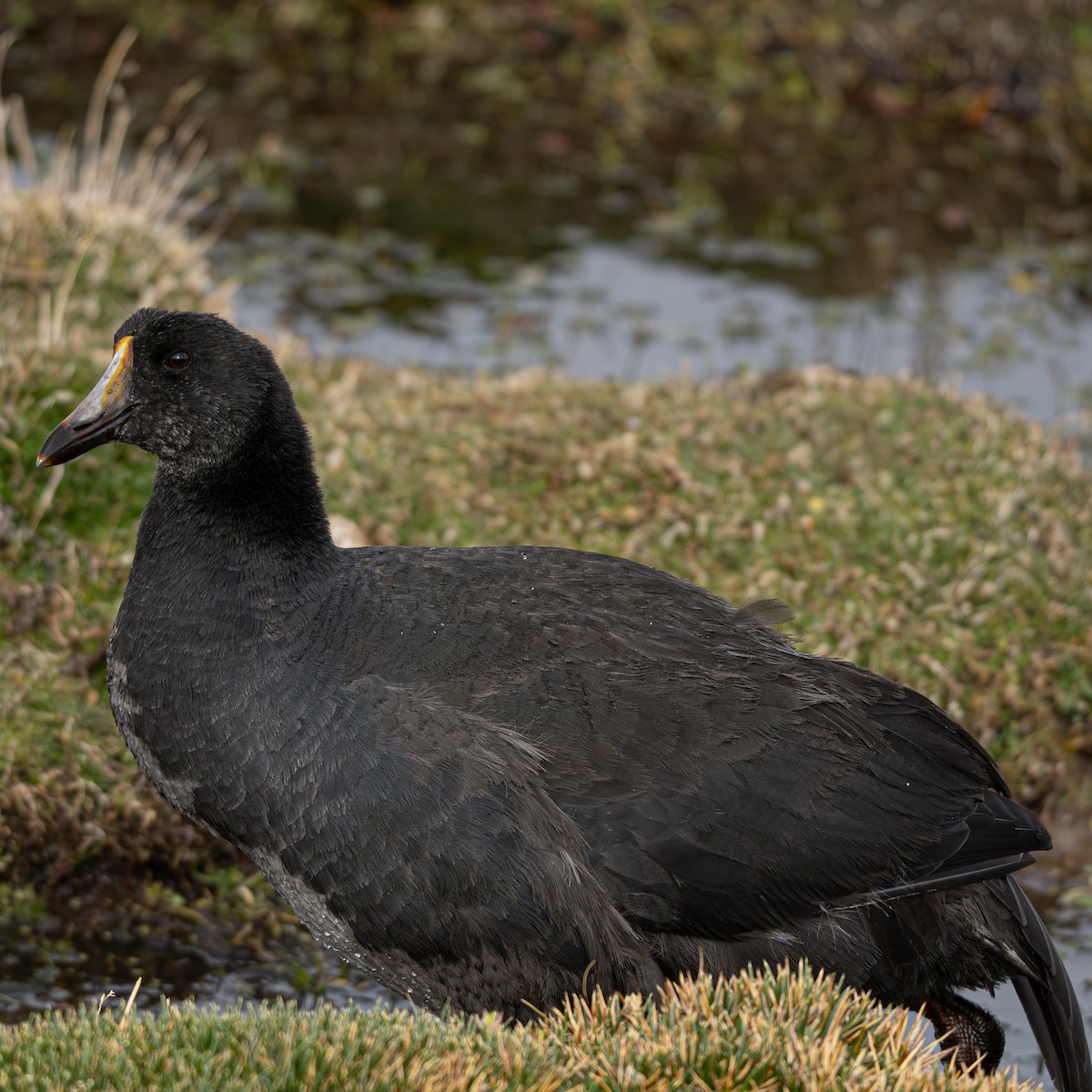 Giant Coot - ML646379784