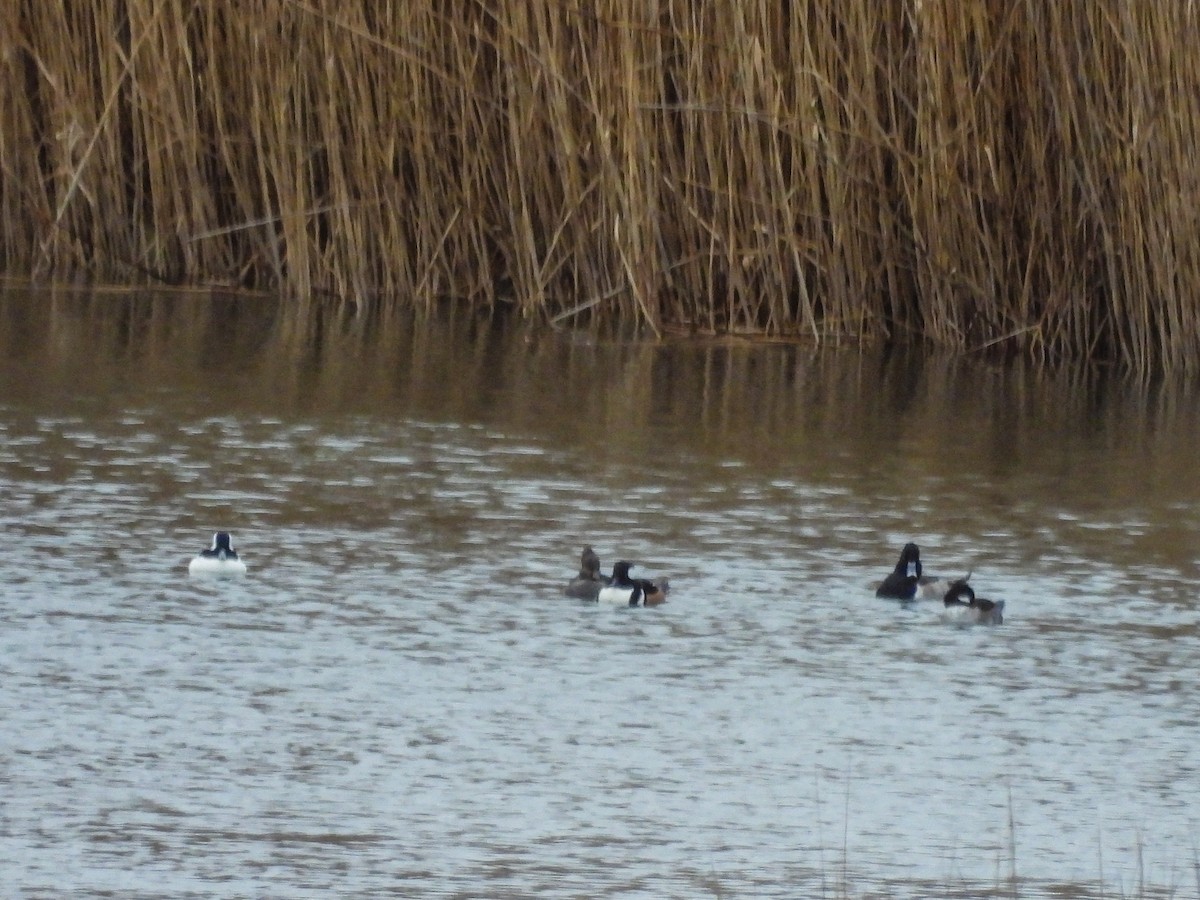 Ring-necked Duck - ML646379789