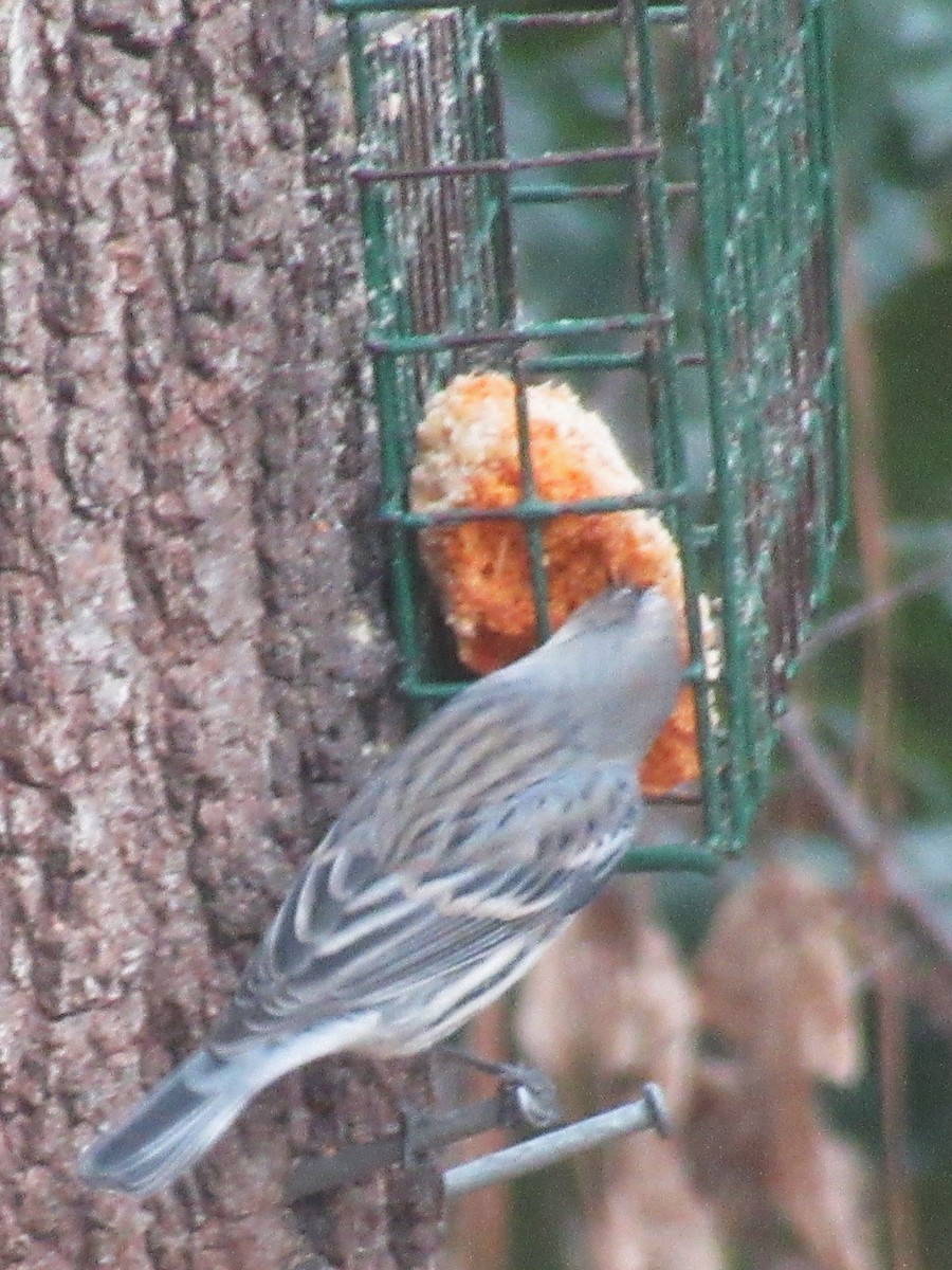 Yellow-rumped Warbler - ML646379790