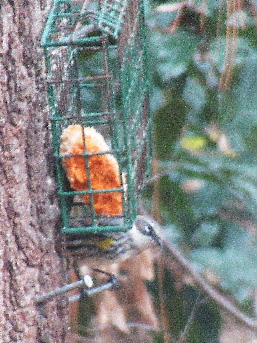 Yellow-rumped Warbler - ML646379791