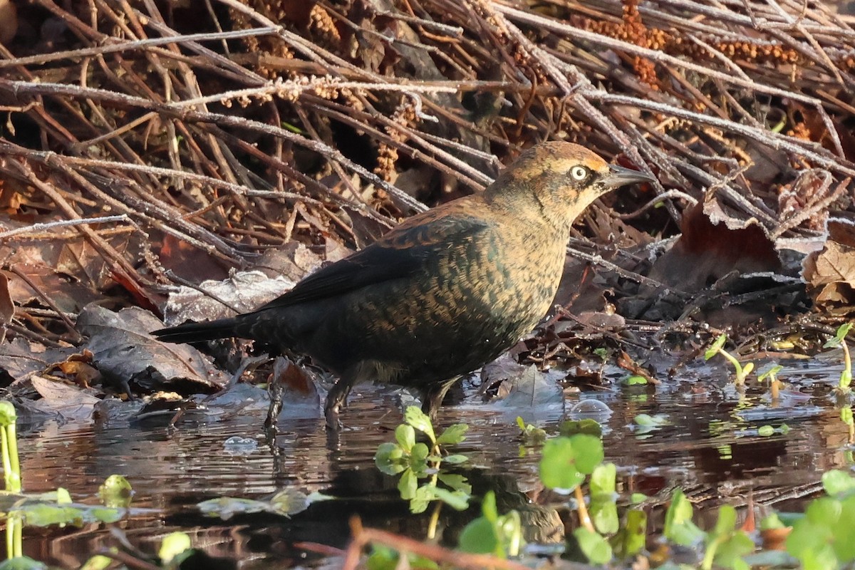 Roststärling - ML646379800