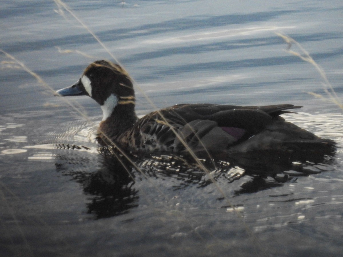 Ahate betaurrekoduna - ML646379803