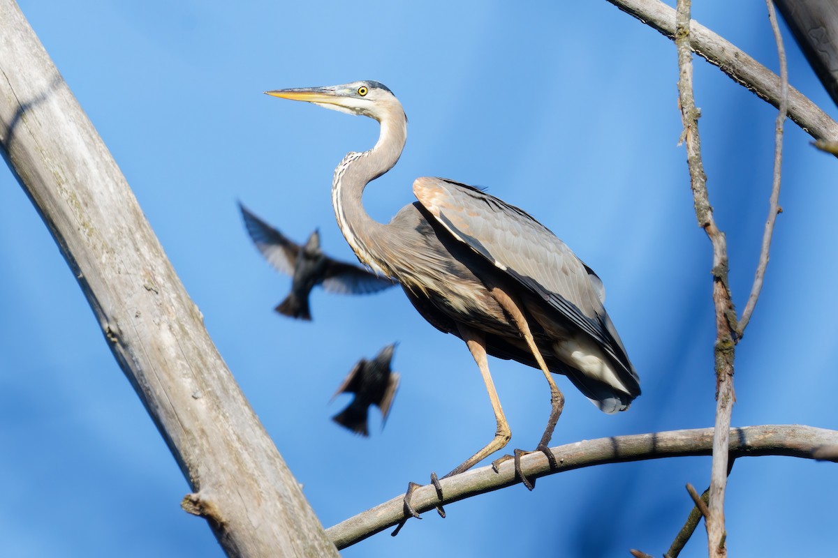 Great Blue Heron - ML646379804