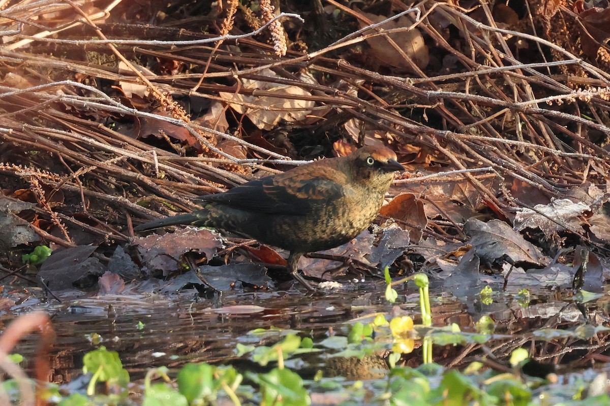 Roststärling - ML646379807