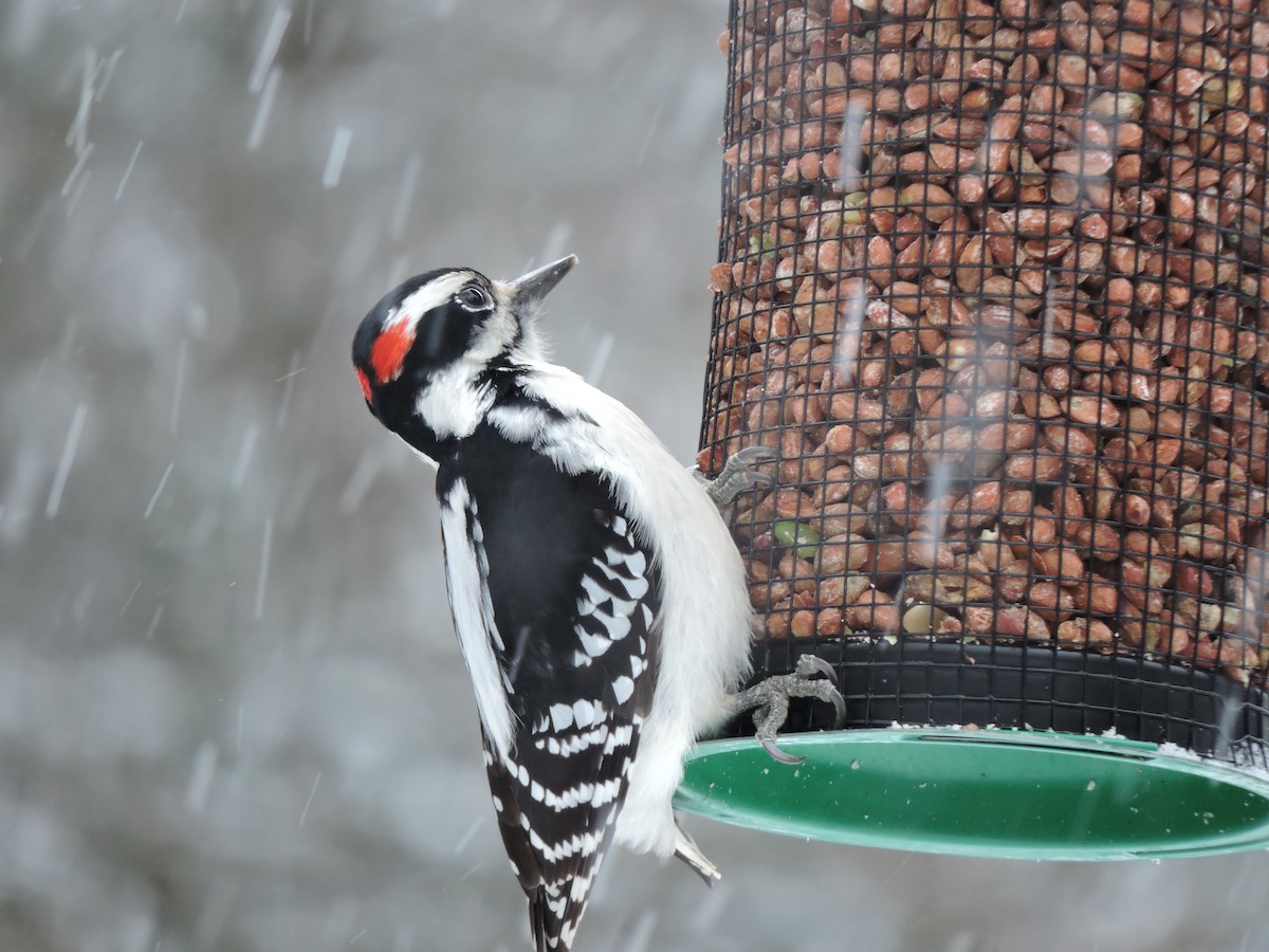 Hairy Woodpecker - ML646379808