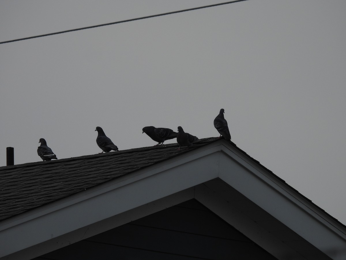 Pigeon biset (forme domestique) - ML646379809