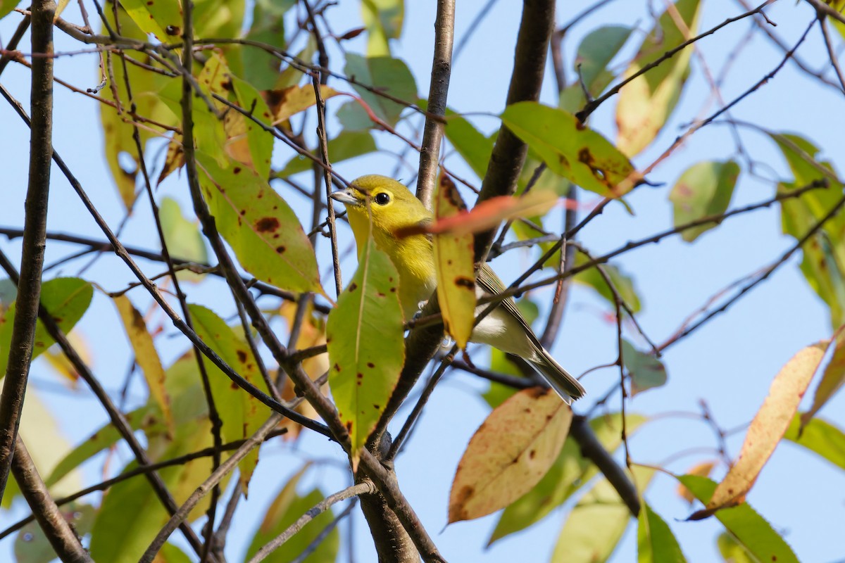 Yellow-throated Vireo - ML646379810