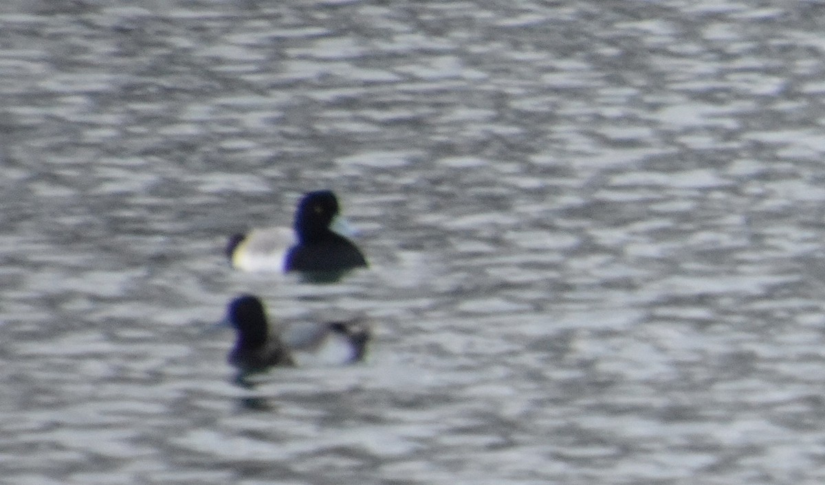 Fuligule milouinan - ML646379813