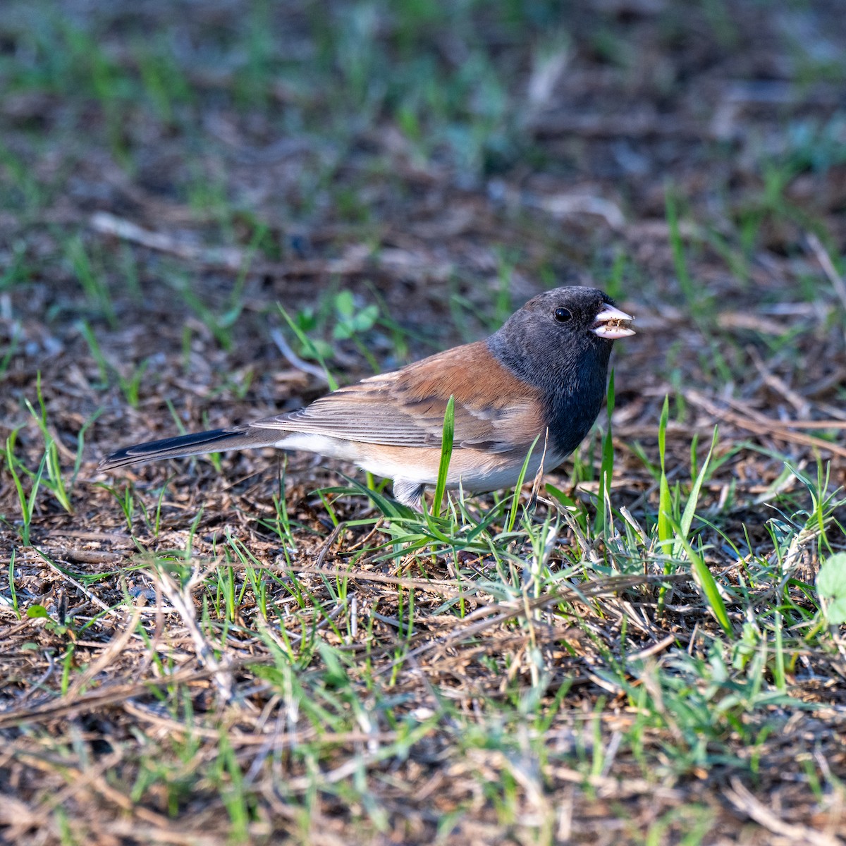 Dark-eyed Junco - ML646379814
