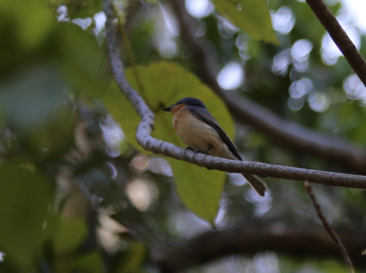 Leaden Flycatcher - ML646379815