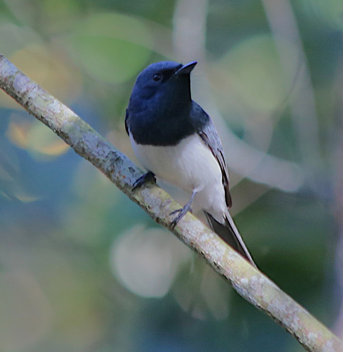 Leaden Flycatcher - ML646379817