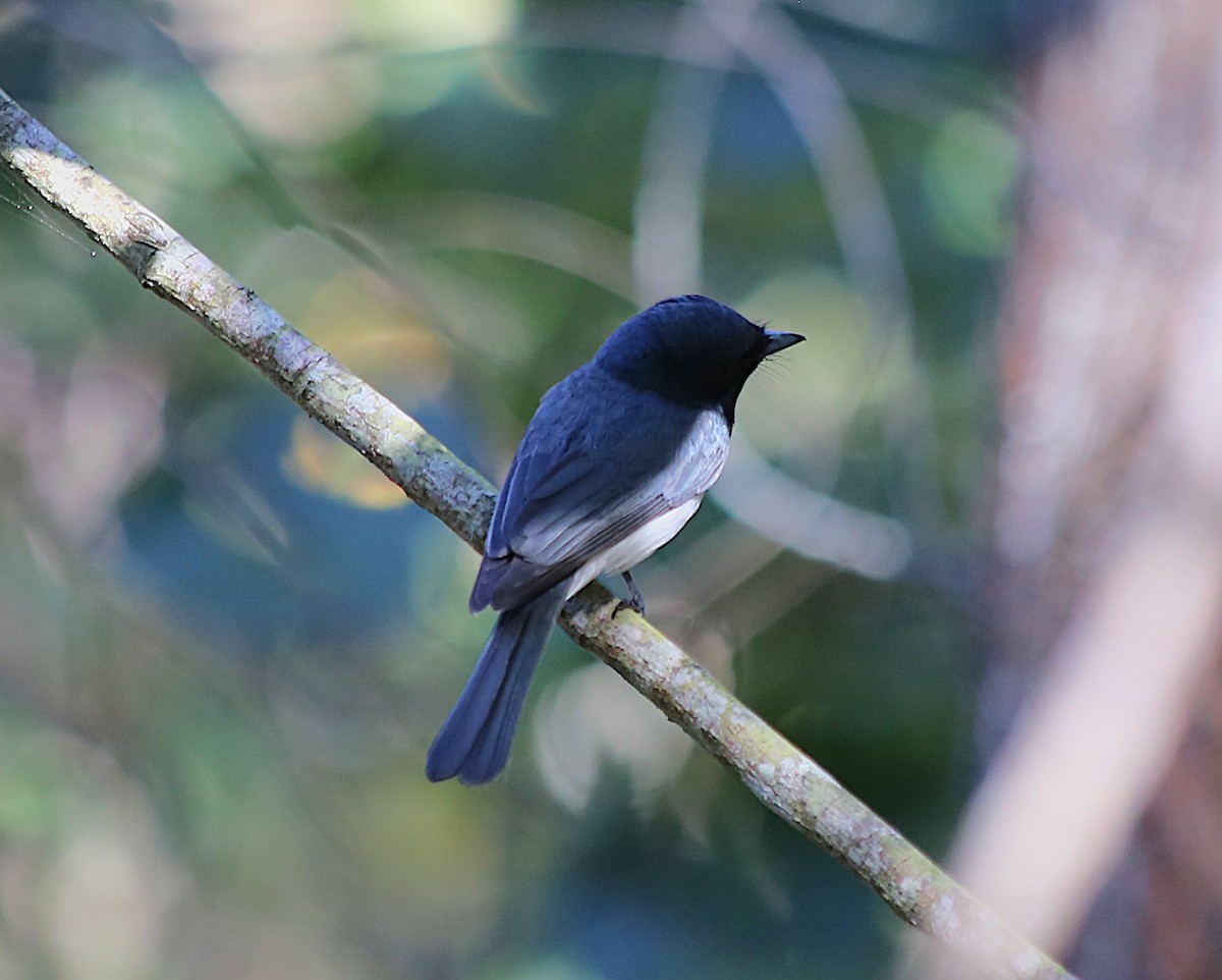 Leaden Flycatcher - ML646379818
