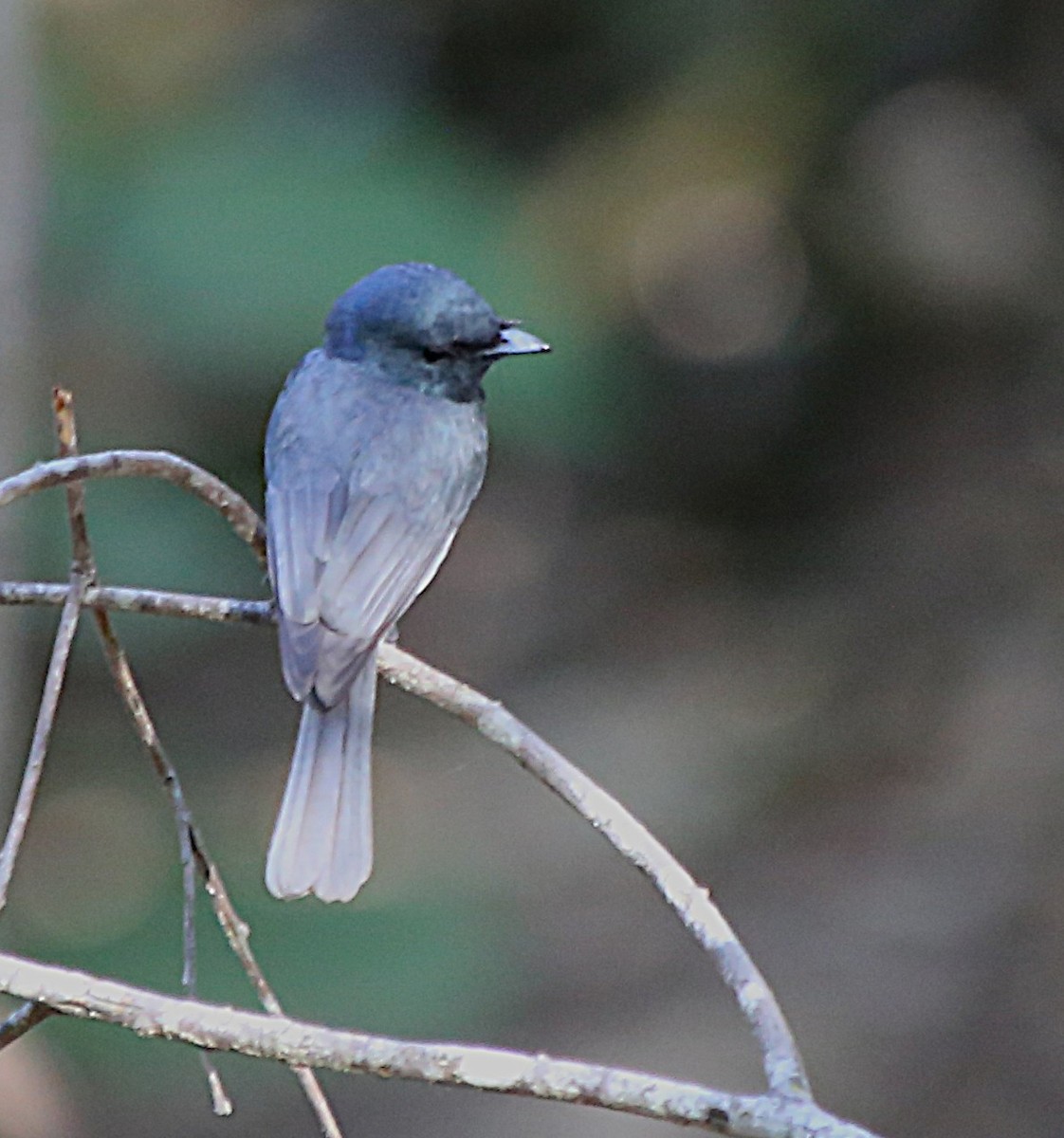 Leaden Flycatcher - ML646379819