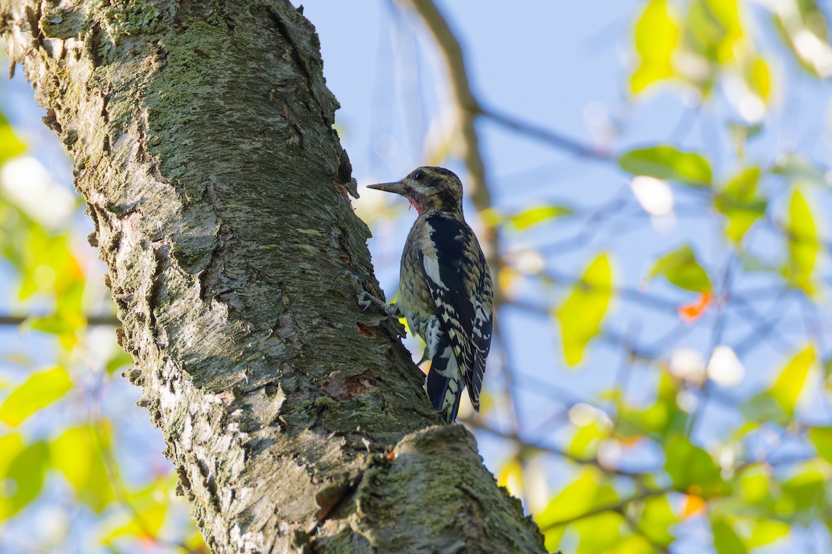 Yellow-bellied Sapsucker - ML646379820