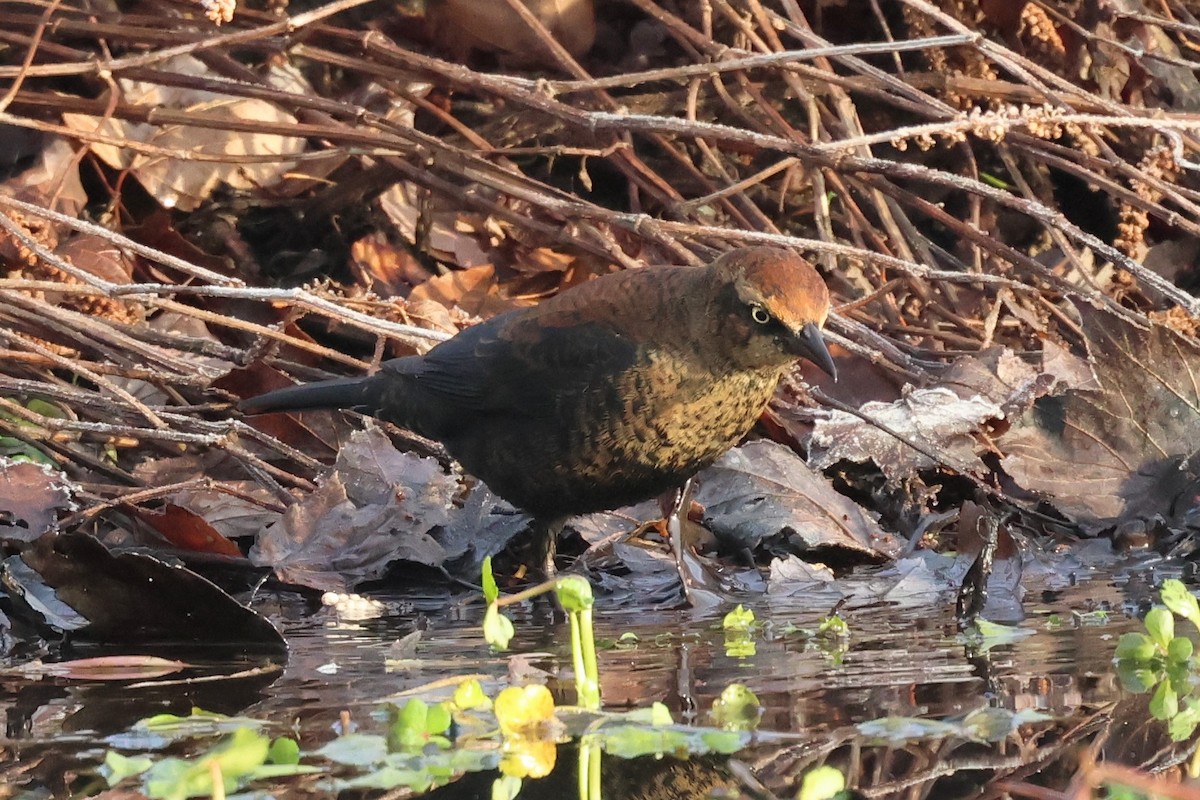 Roststärling - ML646379821