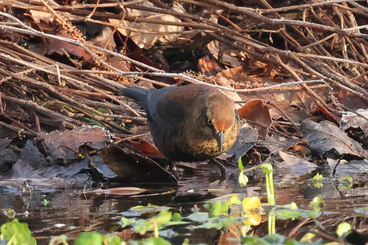 Roststärling - ML646379822