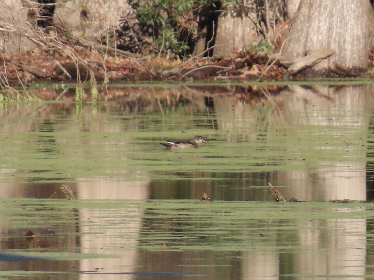 Wood Duck - ML646379823