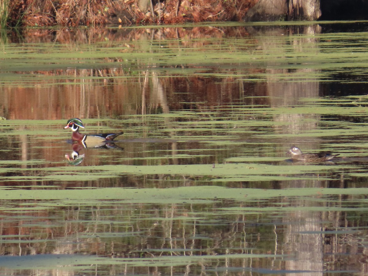 Wood Duck - ML646379824