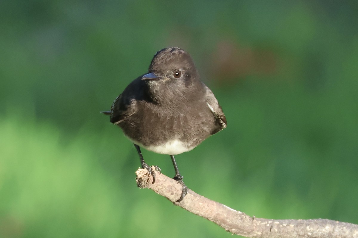 Black Phoebe - ML646379825