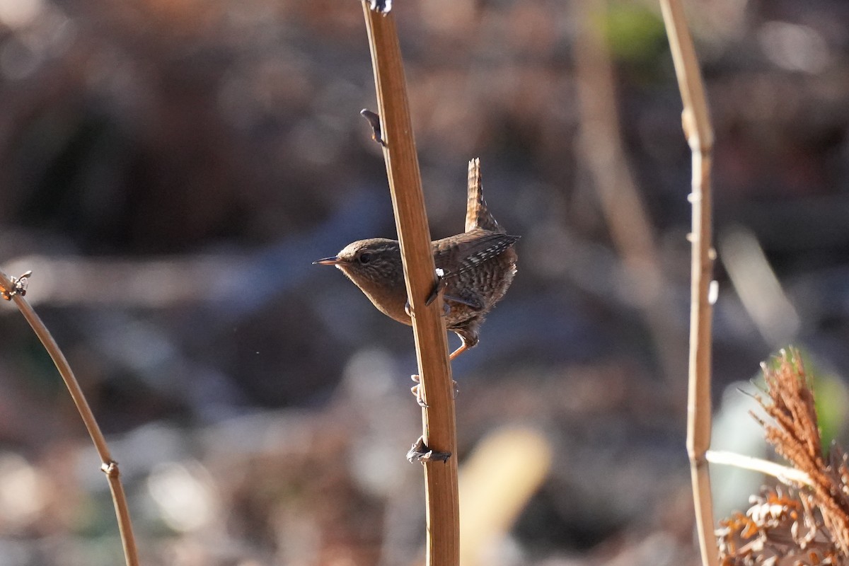 Eurasian Wren - ML646379826