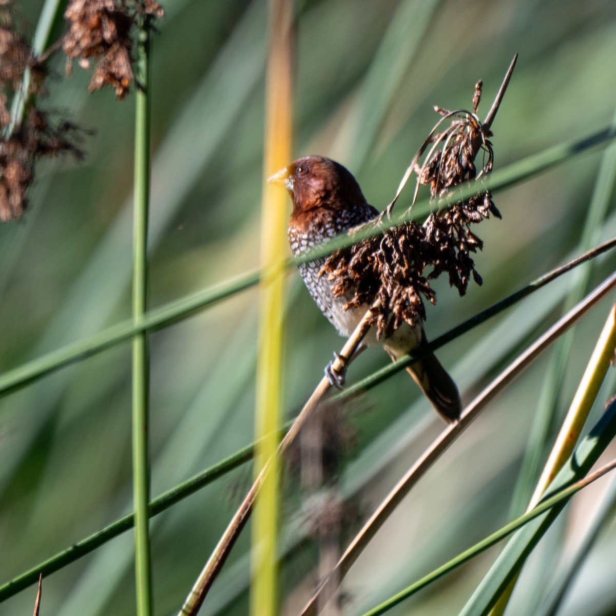Scaly-breasted Munia - ML646379833