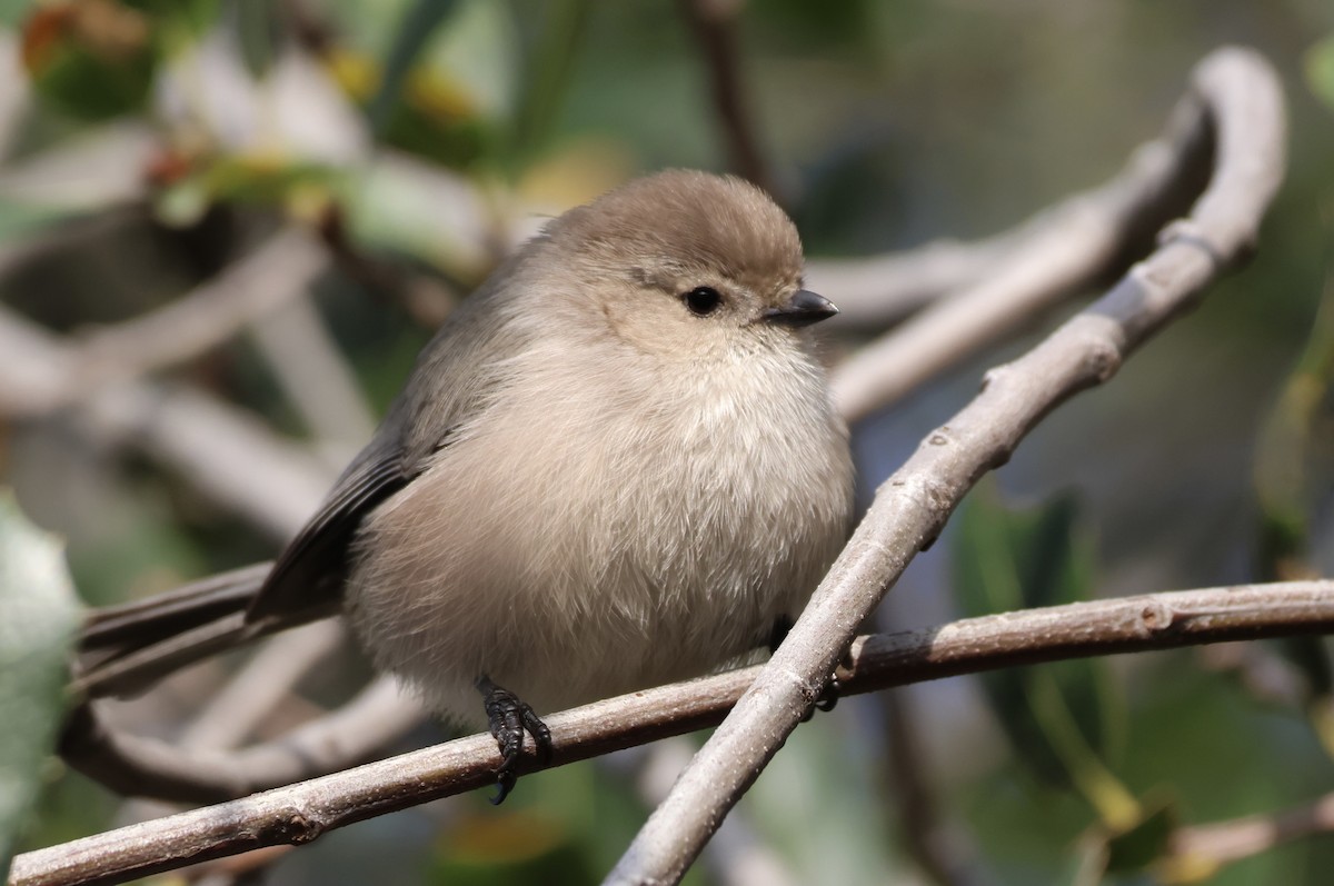 Bushtit - ML646379837