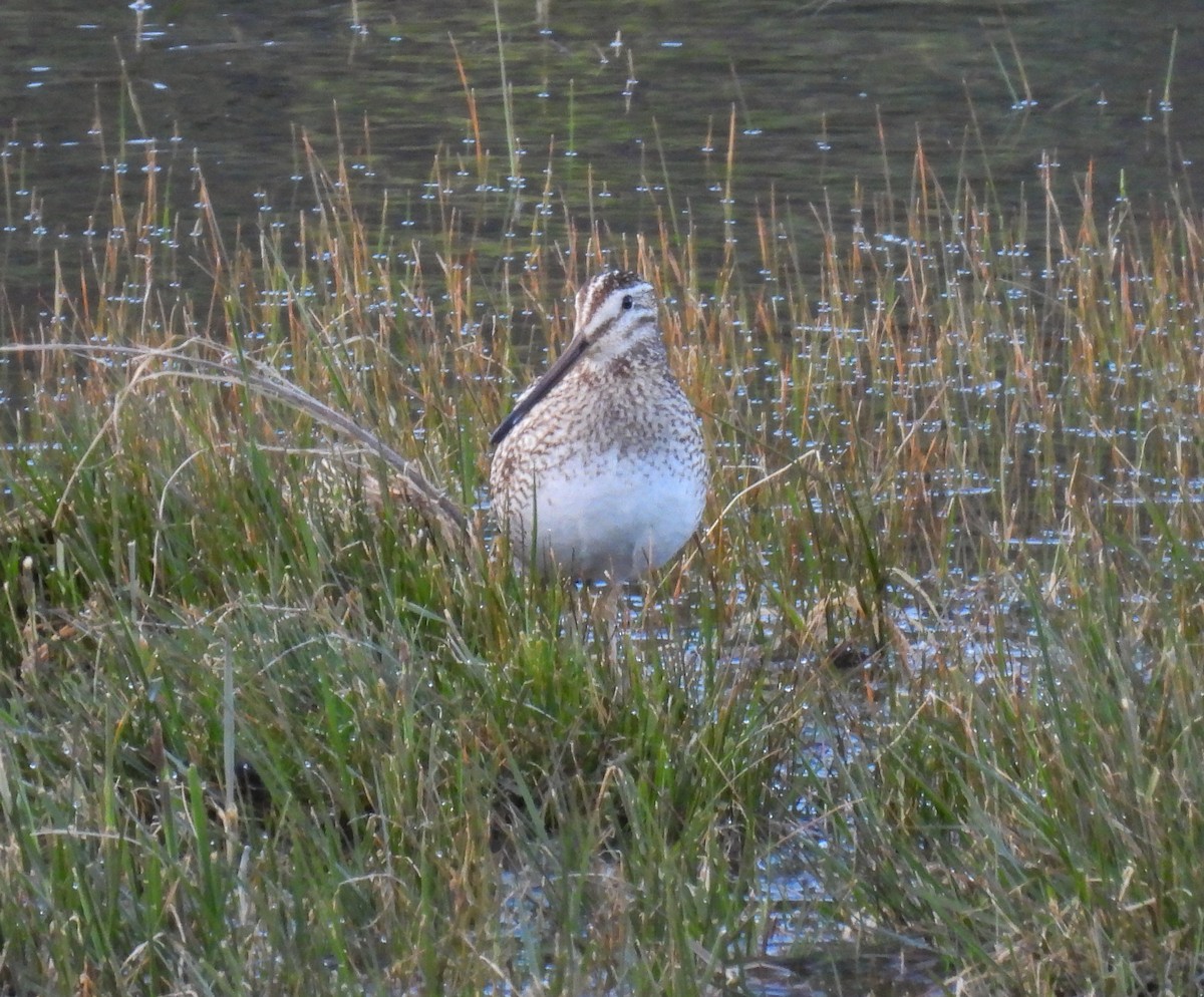 Magellanic Snipe - ML646379838