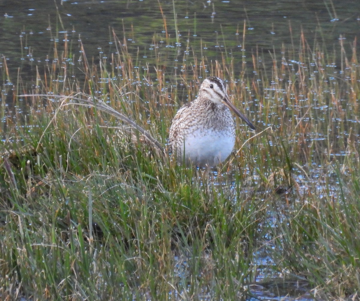 Magellanic Snipe - ML646379839