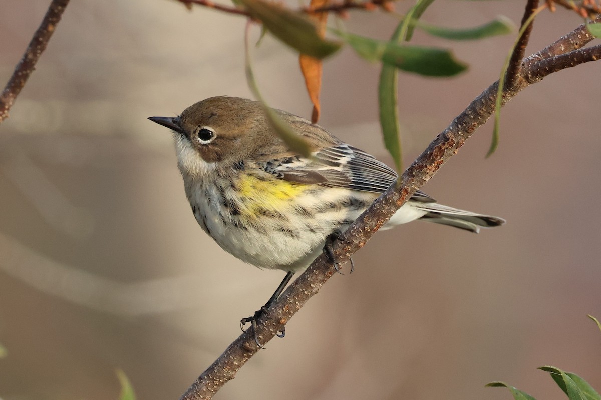 Kronenwaldsänger (coronata) - ML646379840