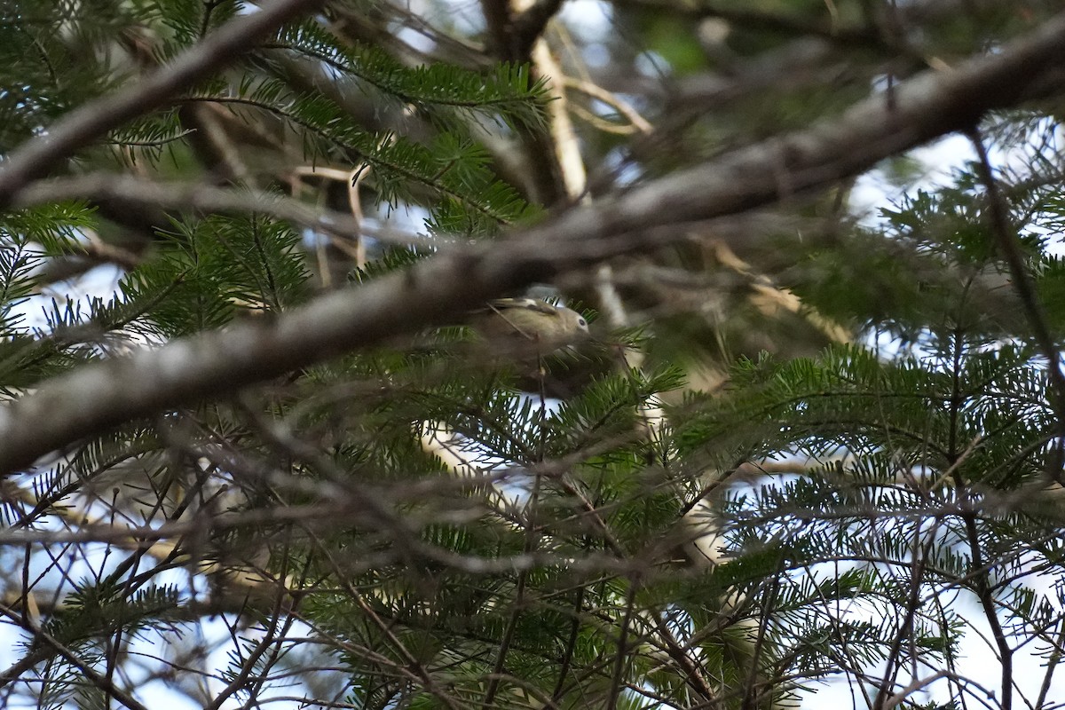 Goldcrest - ML646379843