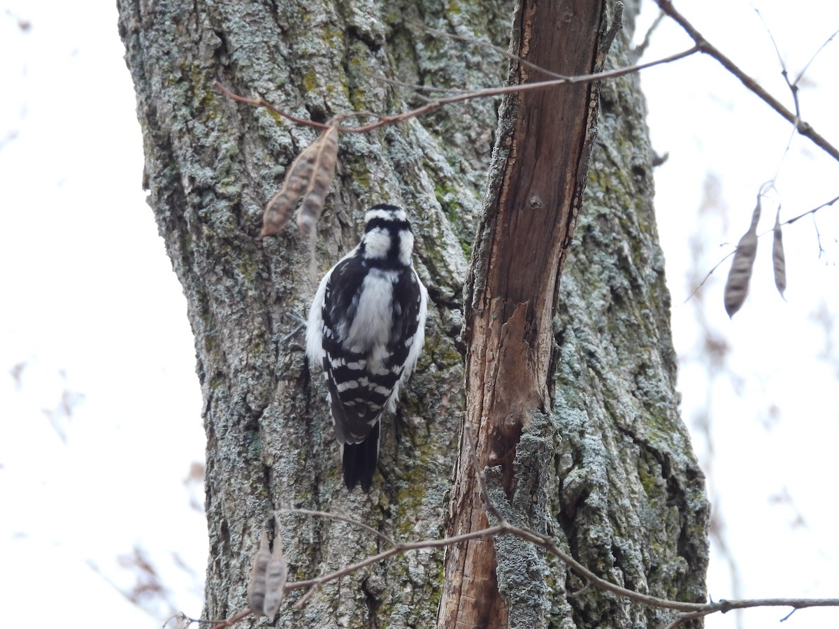 Pic mineur - ML646379844