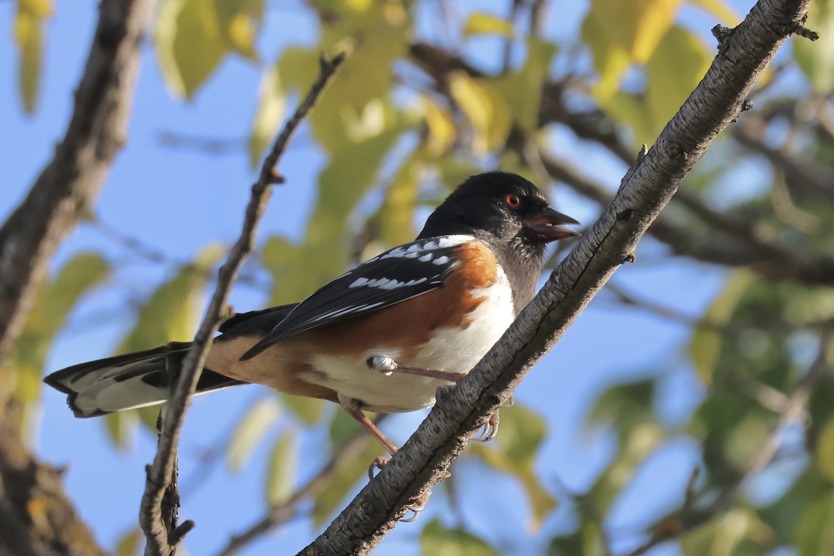 Spotted Towhee - ML646379847