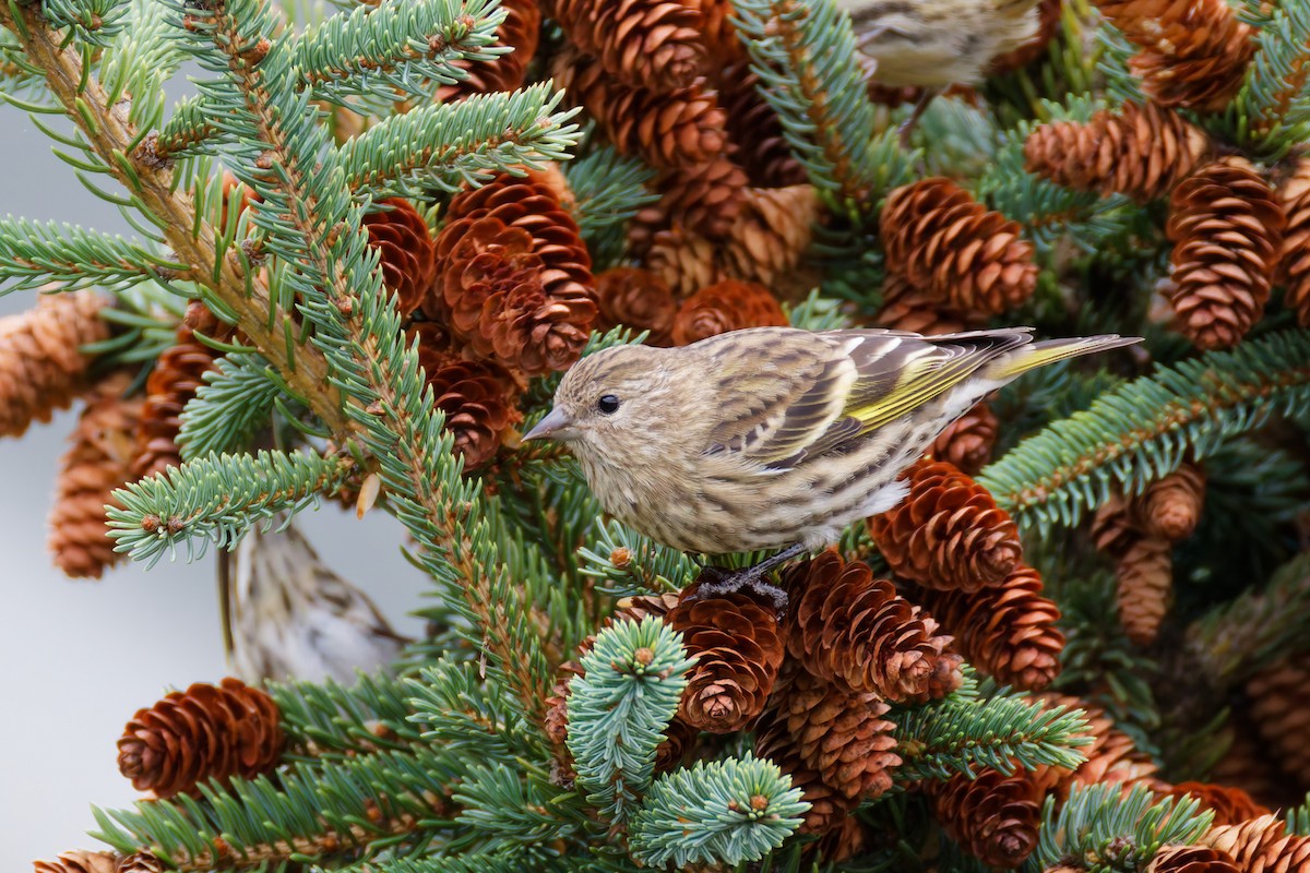 Pine Siskin - ML646379849