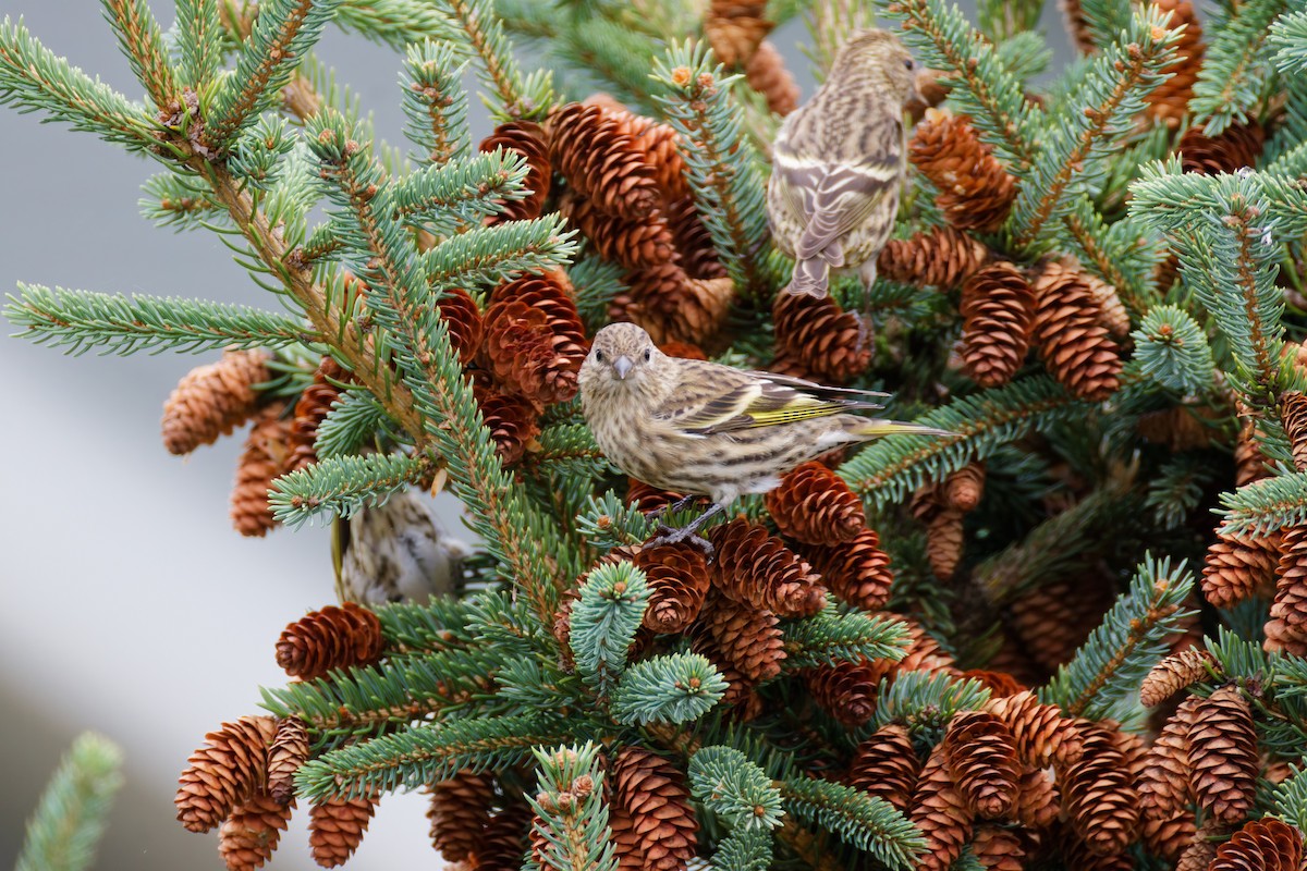Pine Siskin - ML646379850
