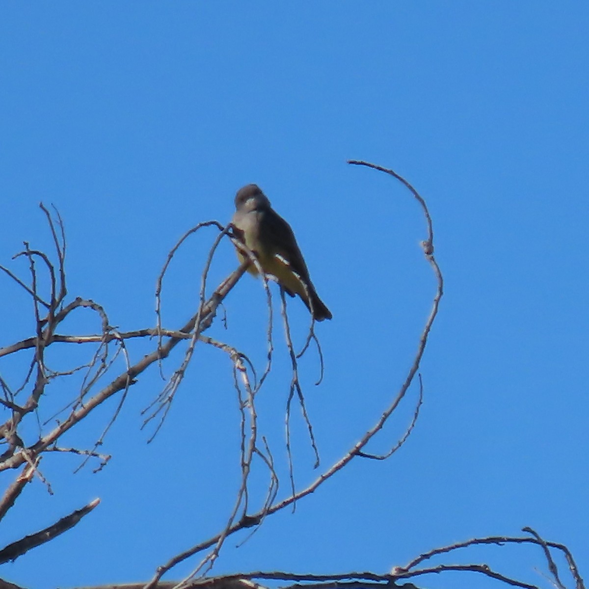 Cassin's Kingbird - ML646379851