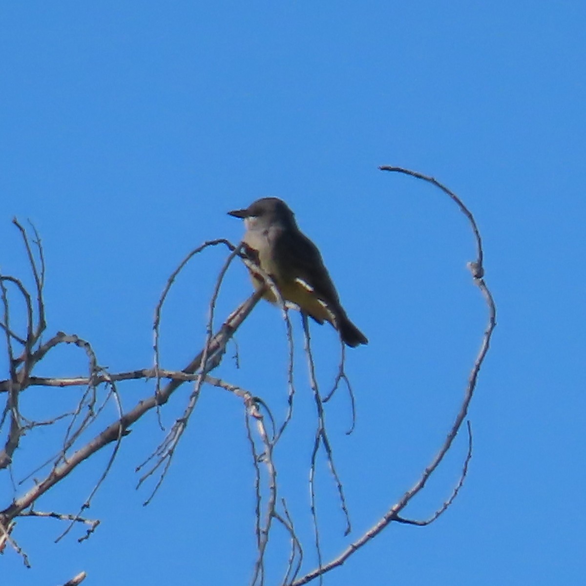 Cassin's Kingbird - ML646379852