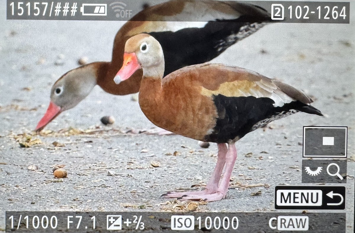 Black-bellied Whistling-Duck - ML646379853