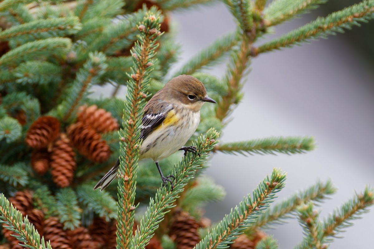 Yellow-rumped Warbler - ML646379857