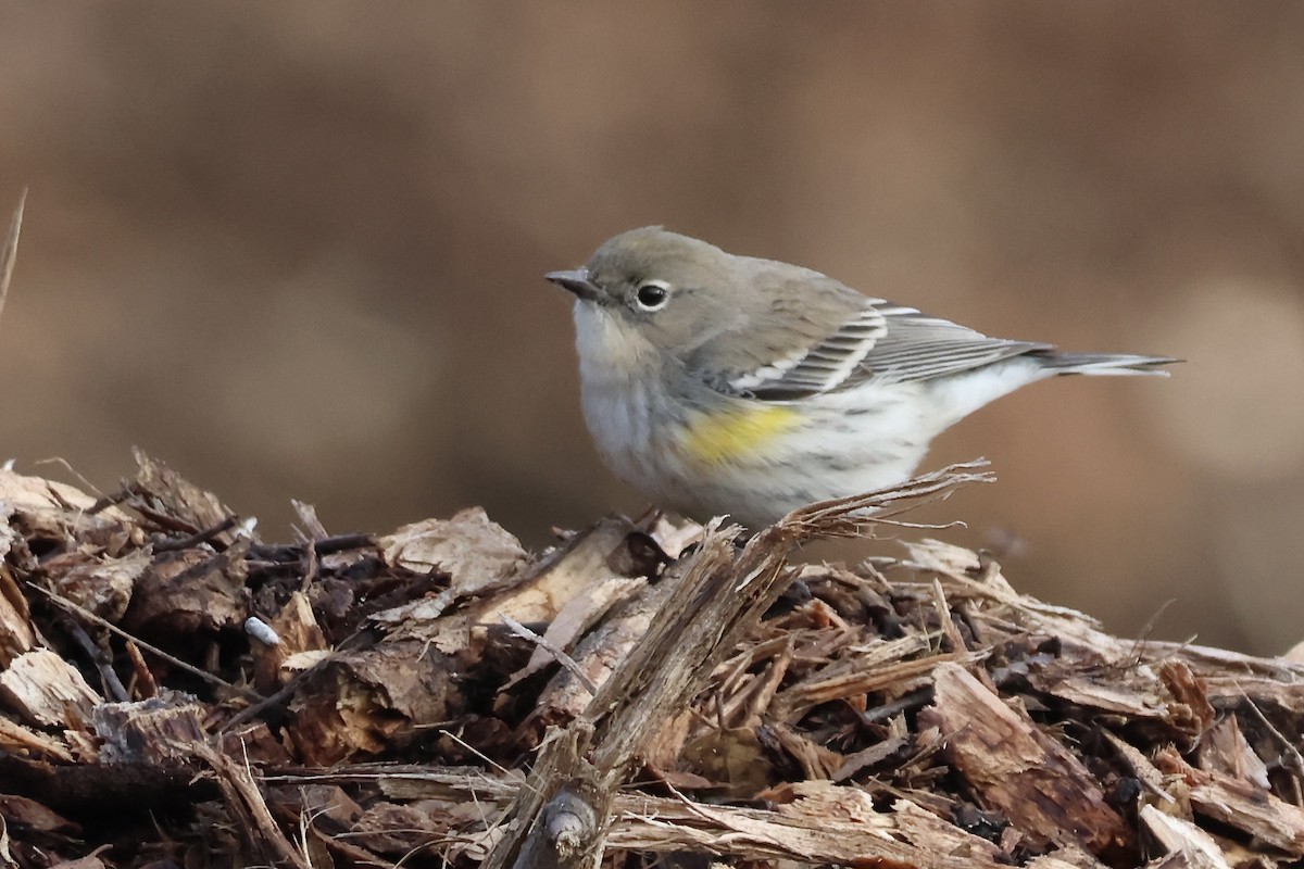Yellow-rumped Warbler (Audubon's) - ML646379858