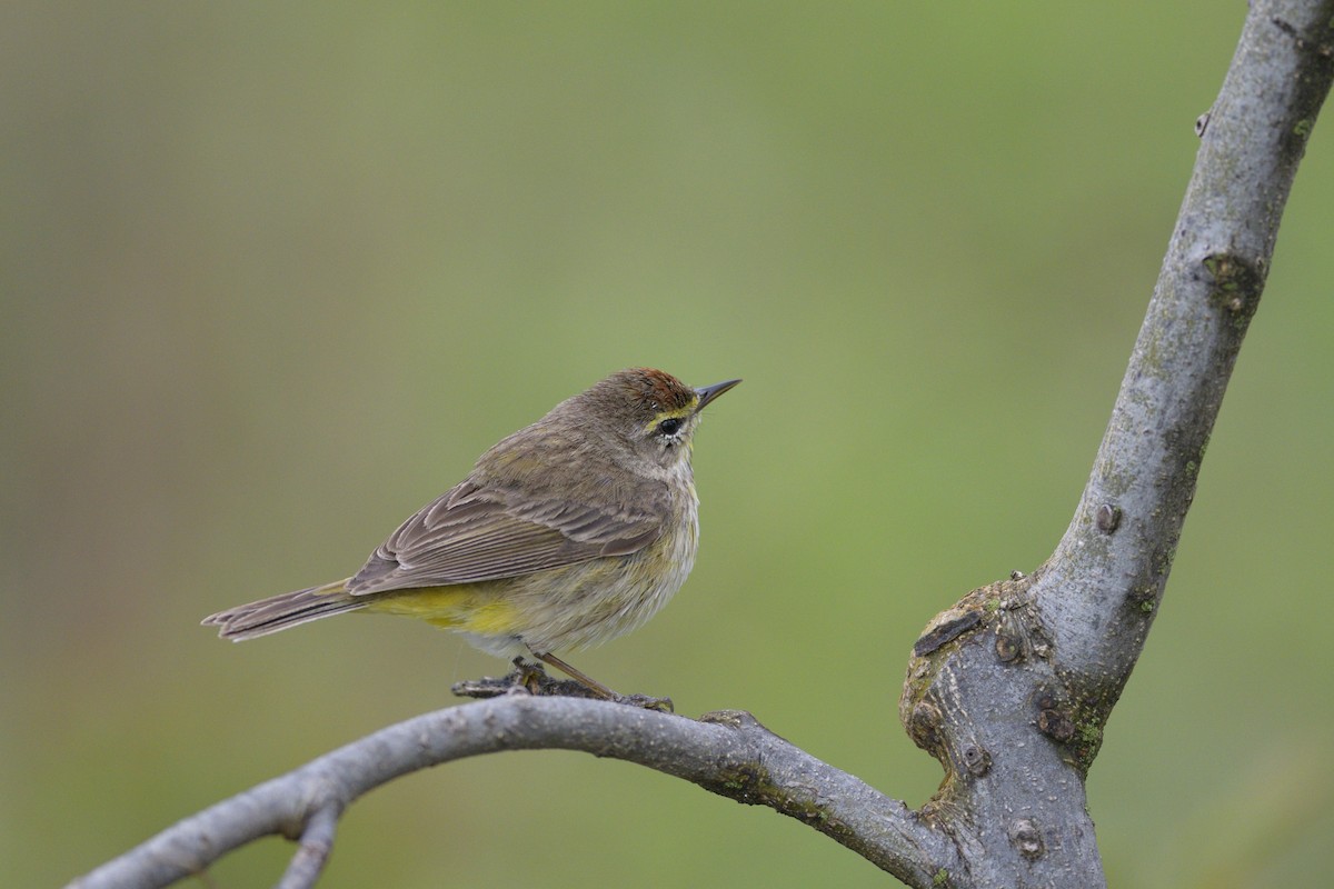 Palm Warbler (Western) - ML646379861