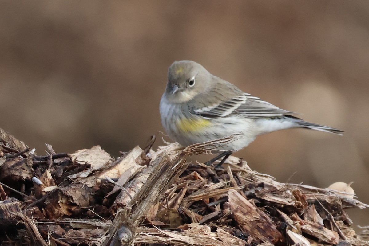 Yellow-rumped Warbler (Audubon's) - ML646379869