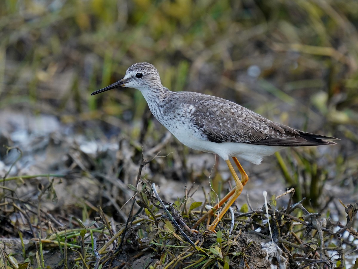 Lesser Yellowlegs - ML646379870