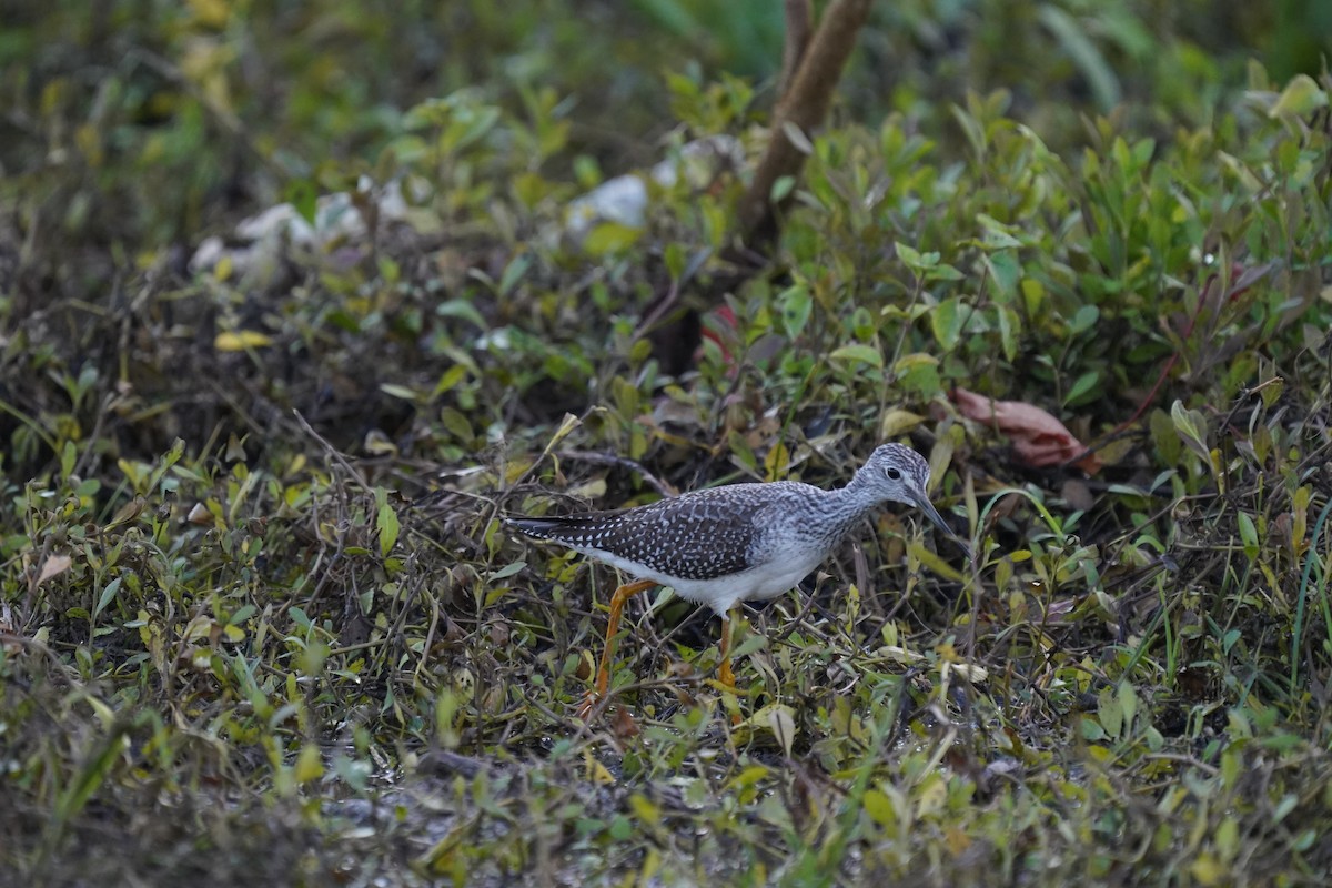 Lesser Yellowlegs - ML646379871