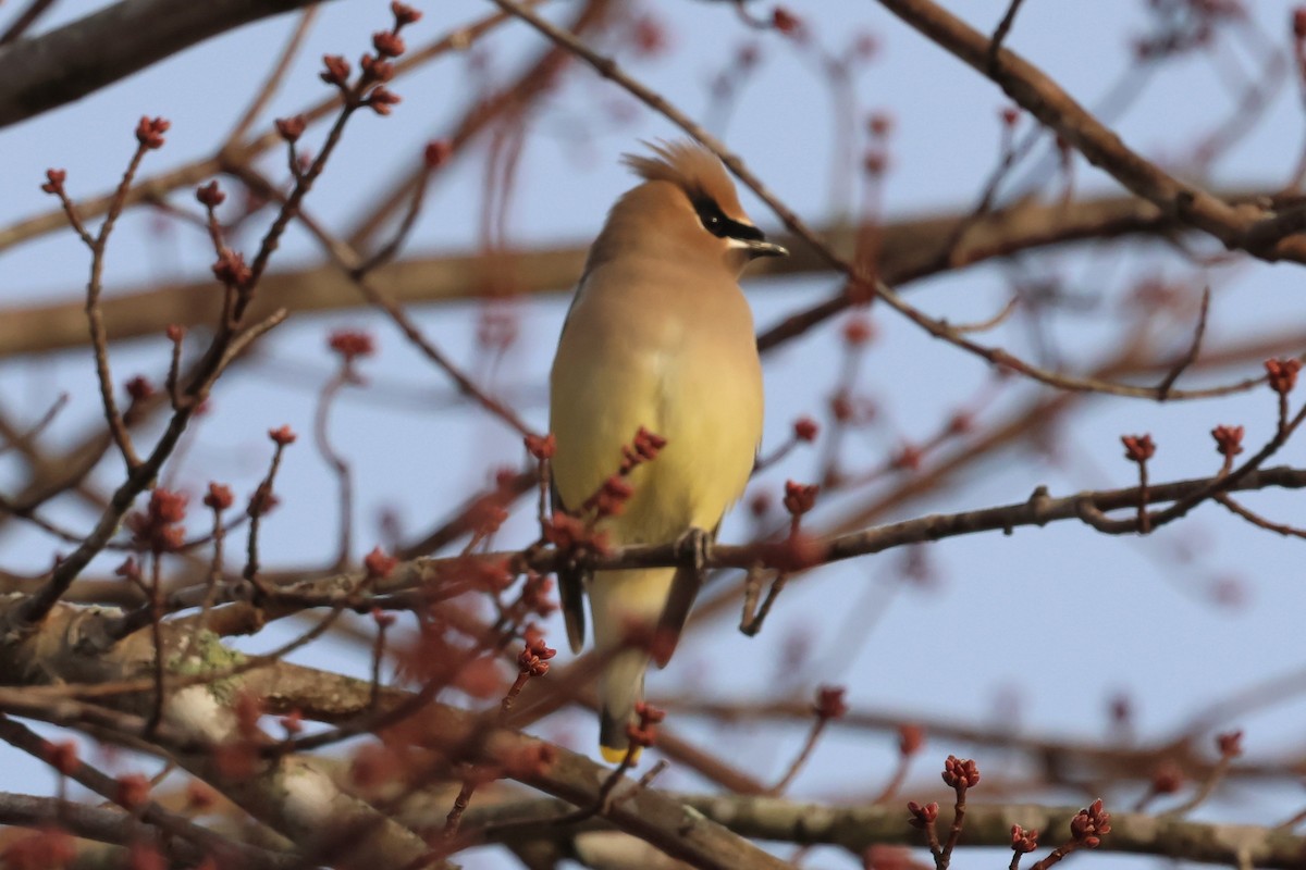 Zedernseidenschwanz - ML646379879