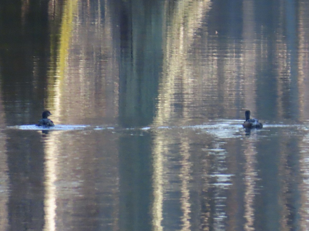 Pied-billed Grebe - ML646379880