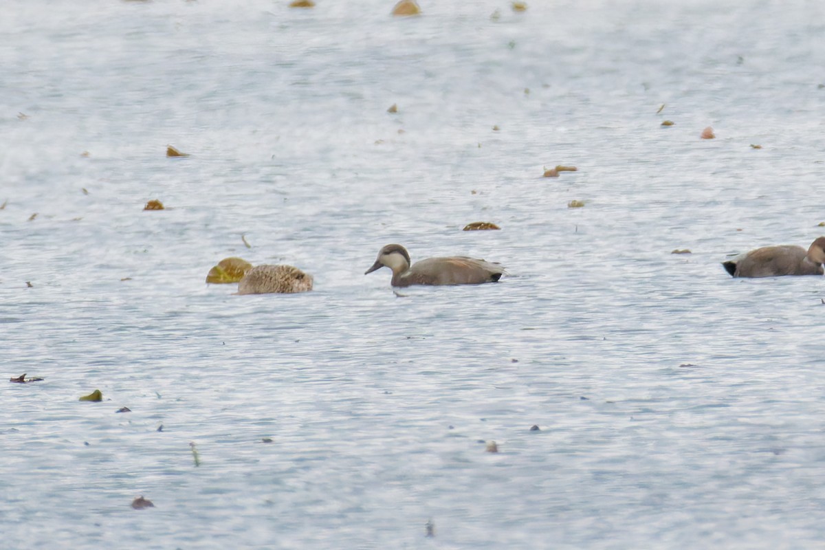 Бор x Зэрлэг нугас (эрлийз) - ML646379885