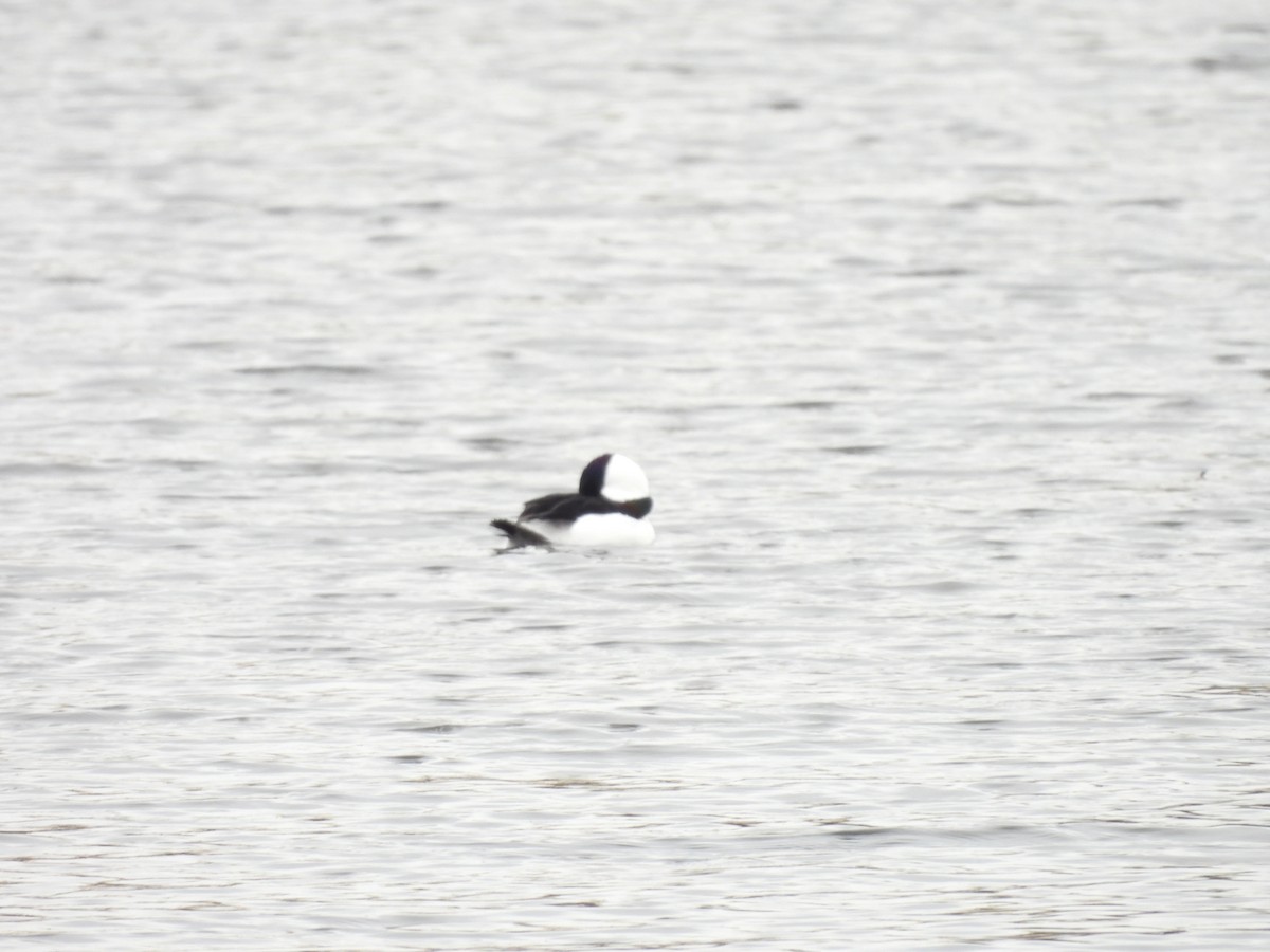 Petit Garrot - ML646379886