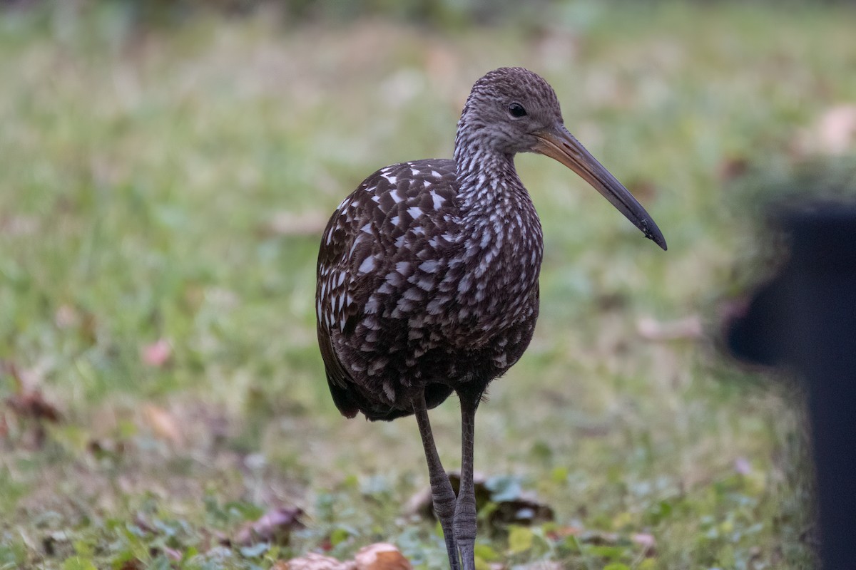 Limpkin (Speckled) - ML646379887