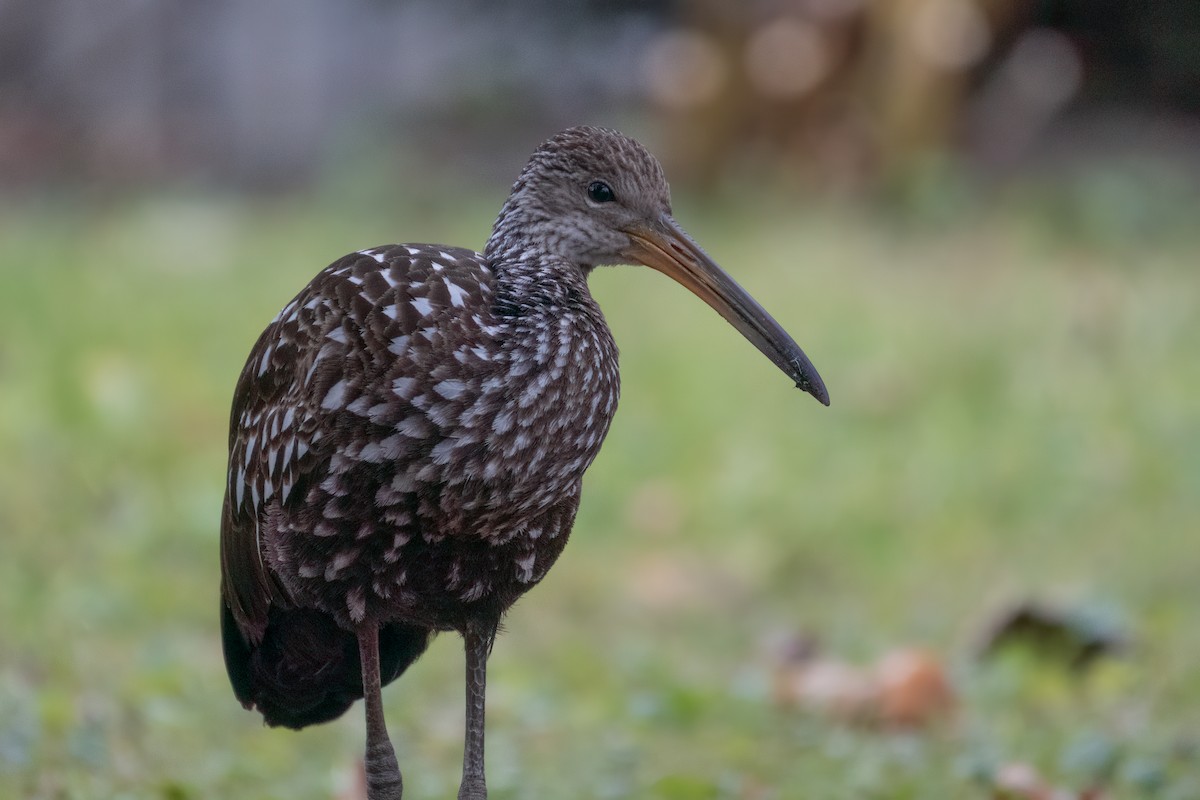 Limpkin (Speckled) - ML646379888