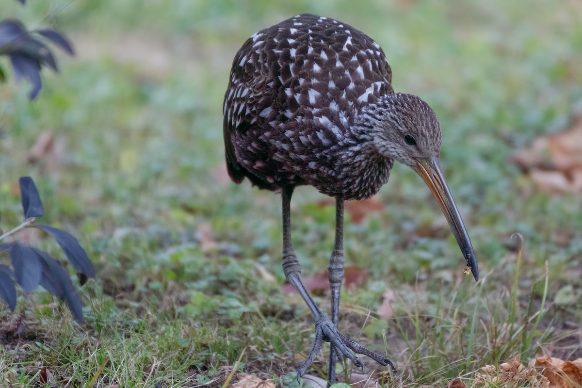 Limpkin (Speckled) - ML646379889